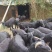 宁乡本地散养小耳朵黑山羊