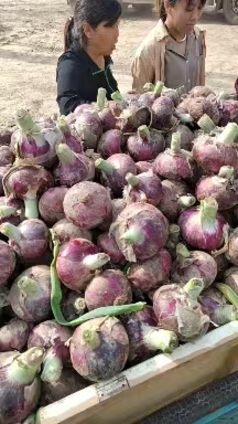 精品洋葱紫皮，大量供应视频看货基地一手货源