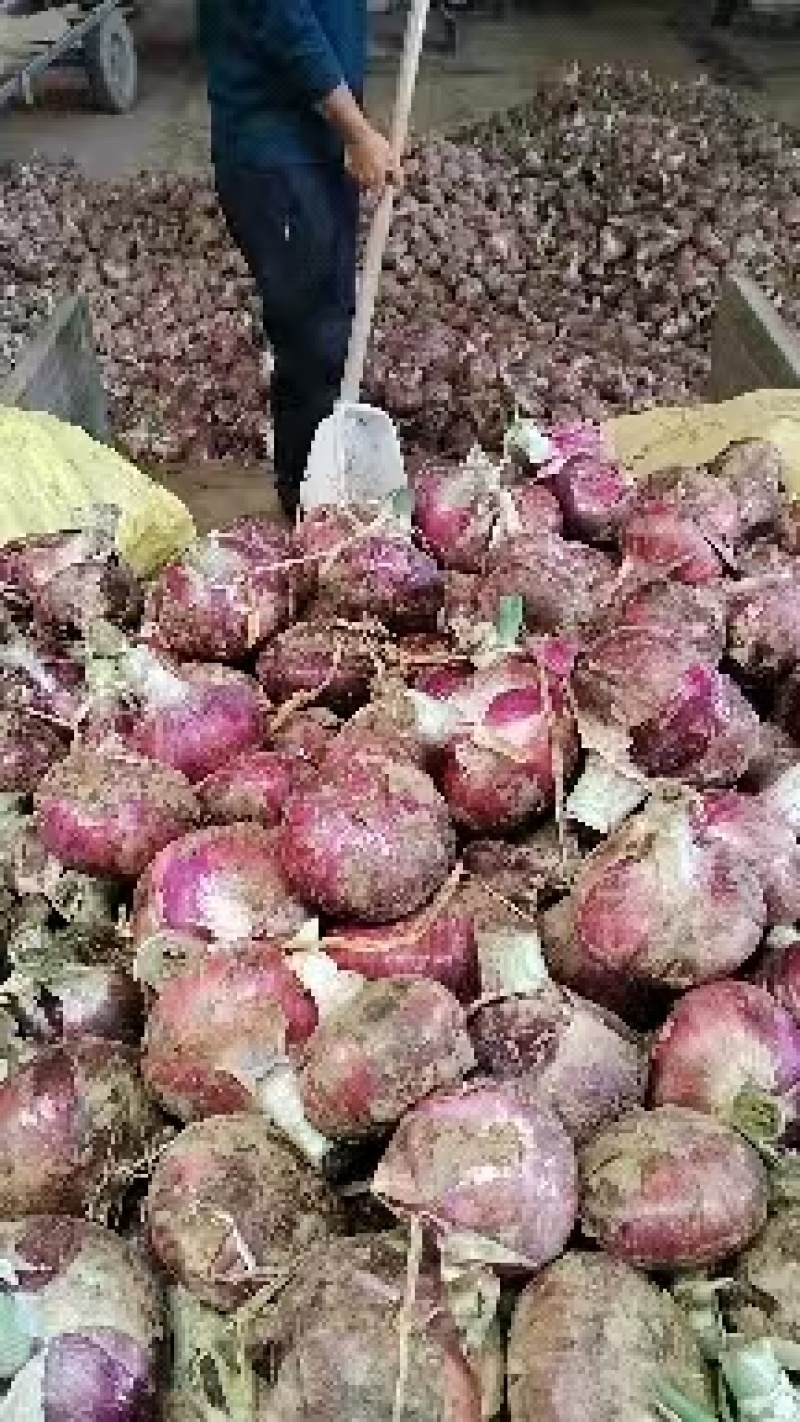 精品洋葱紫皮，大量供应视频看货基地一手货源