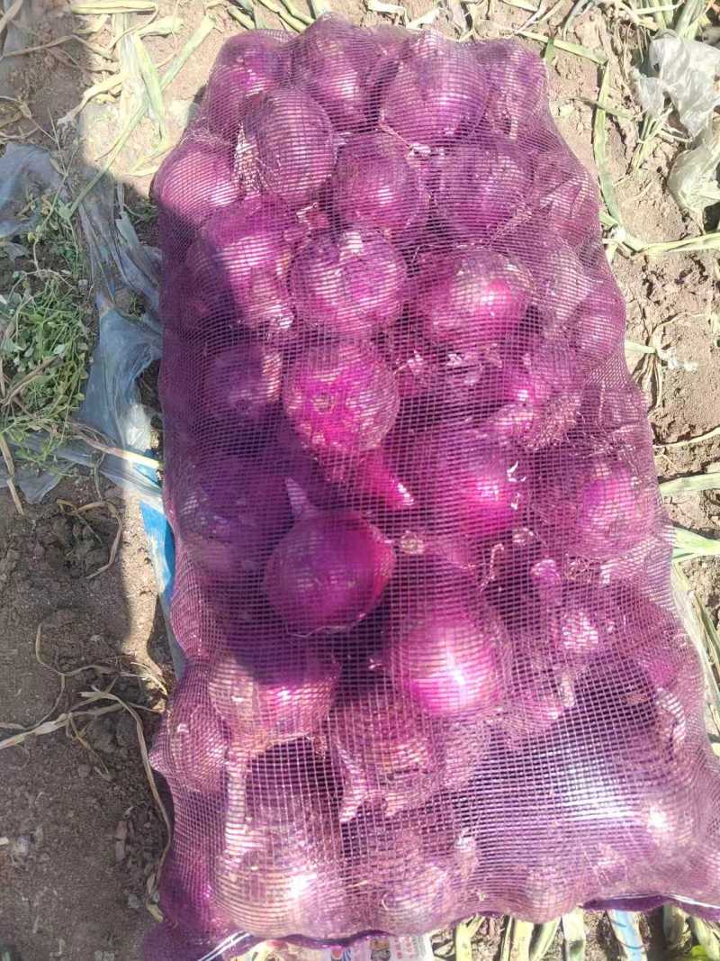 精品洋葱紫皮，大量供应视频看货基地一手货源