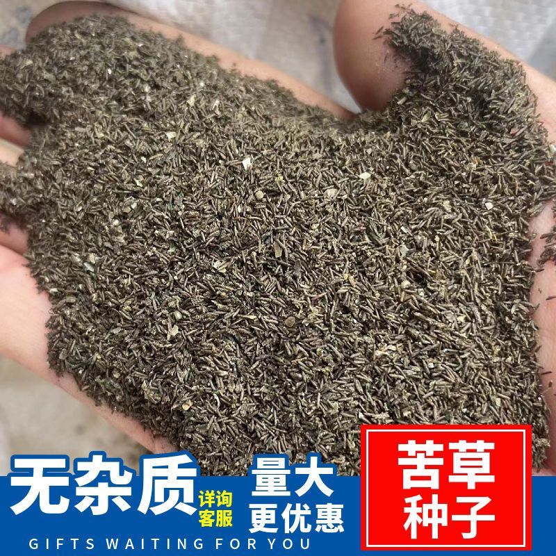 苦草种子纯籽水韭菜扁担草养殖鱼虾蟹专用水草鸭舌草四季常青
