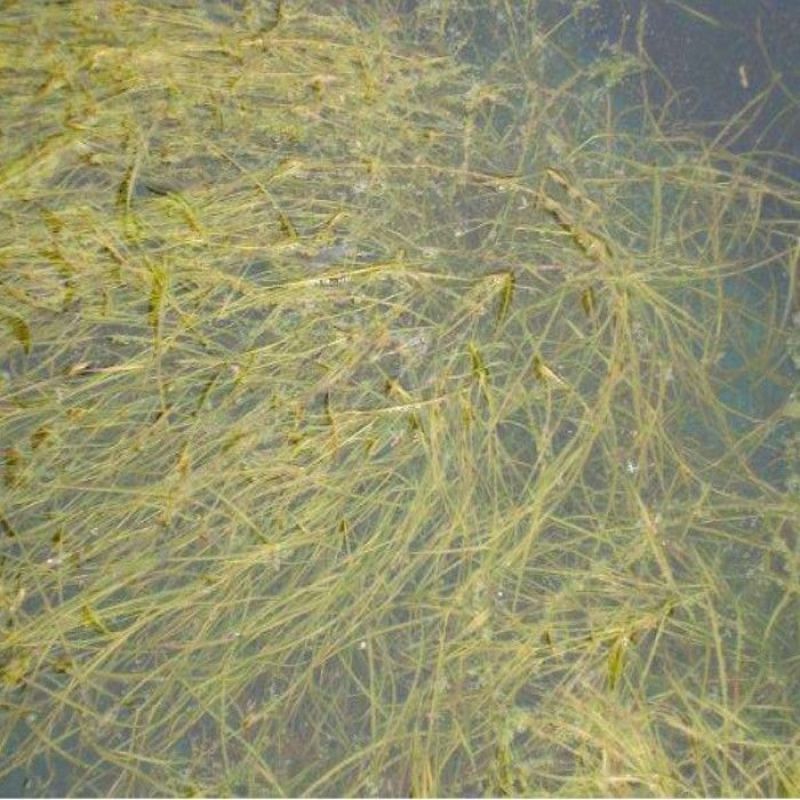苦草种子纯籽水韭菜扁担草养殖鱼虾蟹专用水草鸭舌草四季常青
