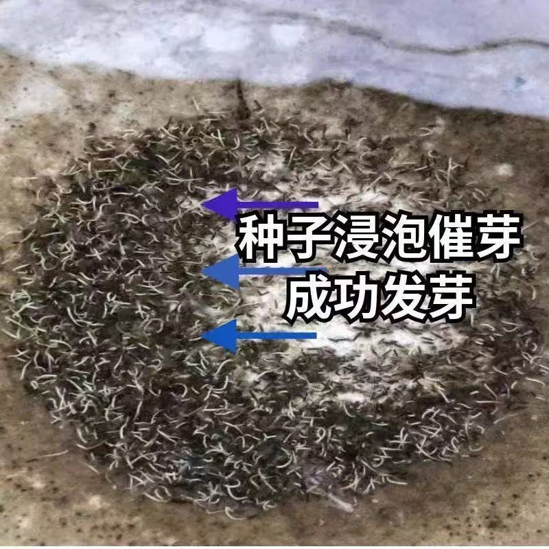 苦草种子纯籽水韭菜扁担草养殖鱼虾蟹专用水草鸭舌草四季常青