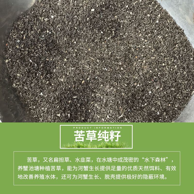 苦草种子纯籽水韭菜扁担草养殖鱼虾蟹专用水草鸭舌草四季常青