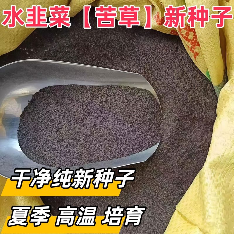 苦草种子纯籽水韭菜扁担草养殖鱼虾蟹专用水草鸭舌草四季常青