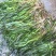 苦草种子纯籽水韭菜扁担草养殖鱼虾蟹专用水草鸭舌草四季常青