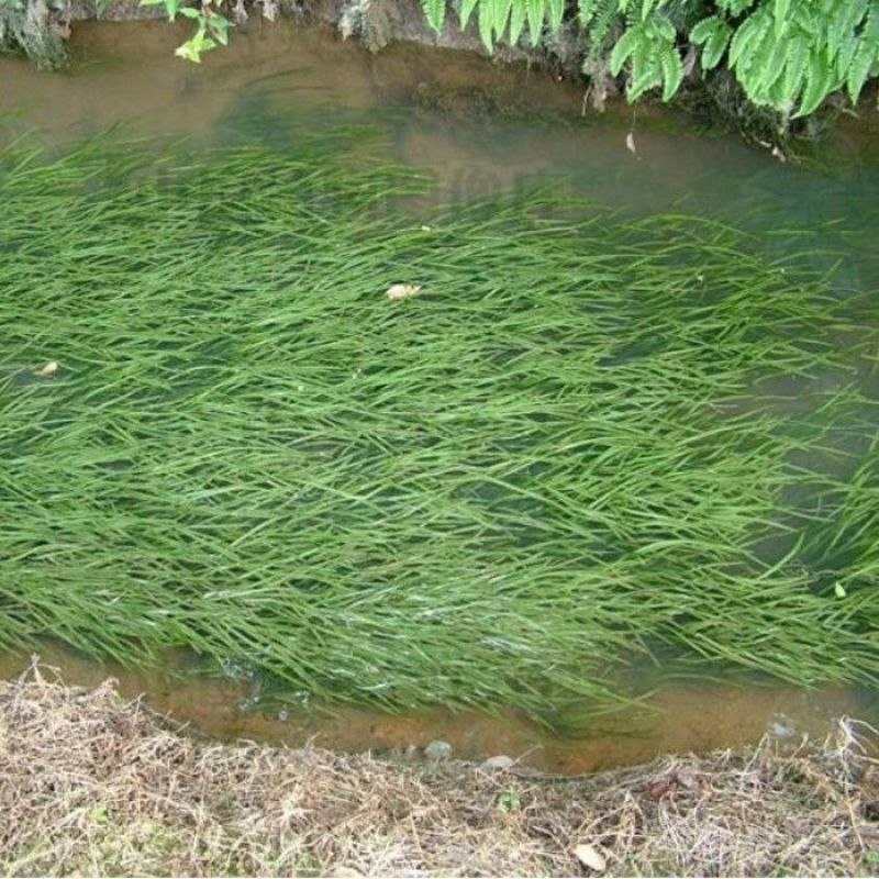苦草种子纯籽水韭菜扁担草养殖鱼虾蟹专用水草鸭舌草四季常青