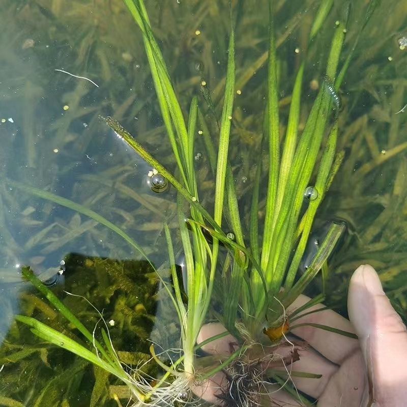 苦草种子纯籽水韭菜扁担草养殖鱼虾蟹专用水草鸭舌草四季常青