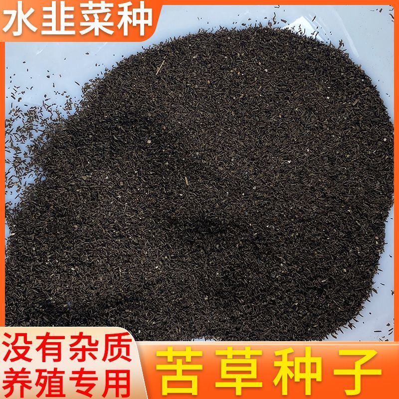苦草种子纯籽水韭菜扁担草养殖鱼虾蟹专用水草鸭舌草四季常青