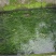 苦草种子纯籽水韭菜扁担草养殖鱼虾蟹专用水草鸭舌草四季常青