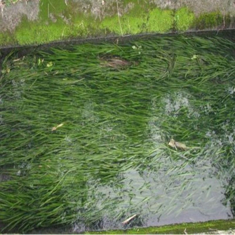 苦草种子纯籽水韭菜扁担草养殖鱼虾蟹专用水草鸭舌草四季常青