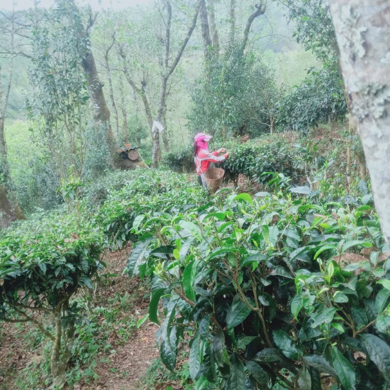 滇红茶