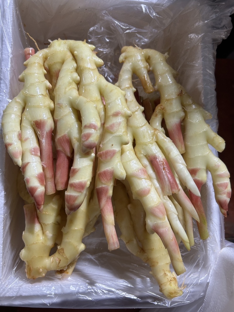 5月6日精品水洗红芽子姜，版型非常漂亮。有需要的老板联系