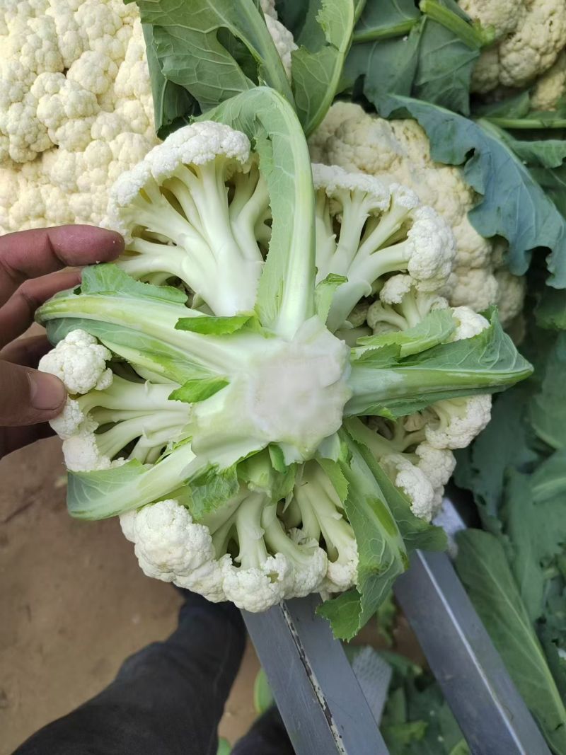 开封精品松花菜花菜有机花白面青梗小颗粒基地直发
