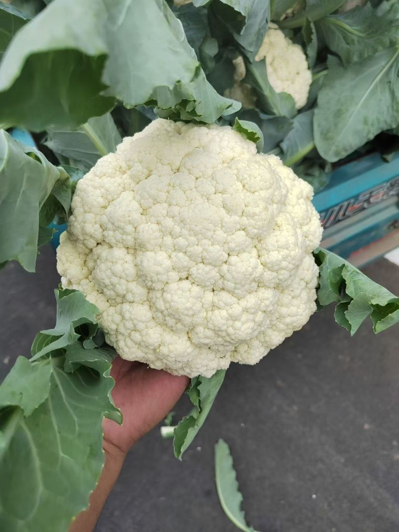 开封精品松花菜花菜有机花白面青梗小颗粒基地直发