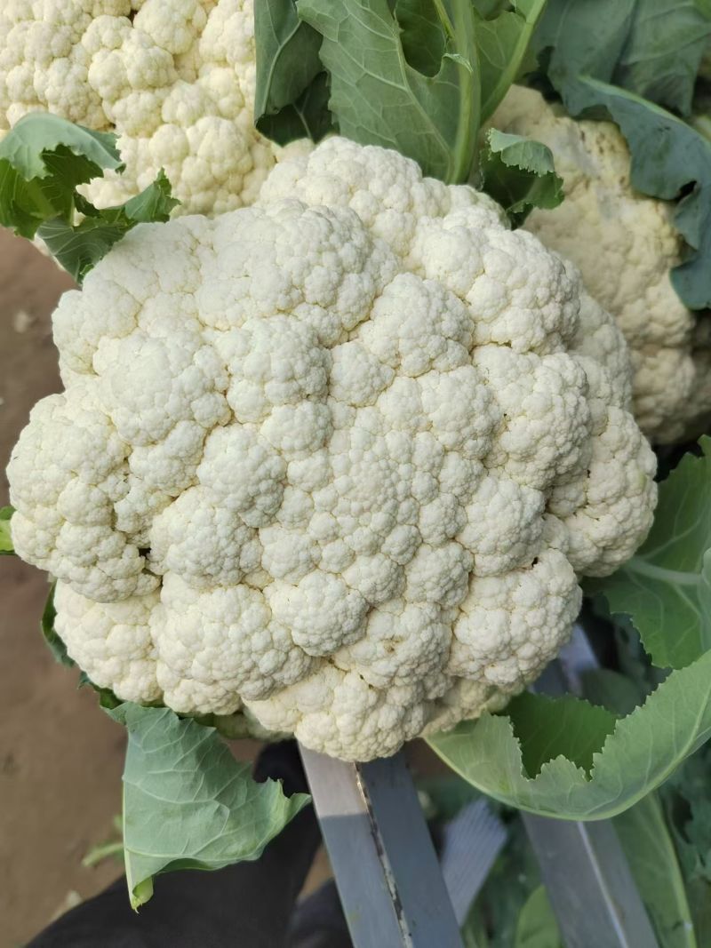 开封精品松花菜花菜有机花白面青梗小颗粒基地直发
