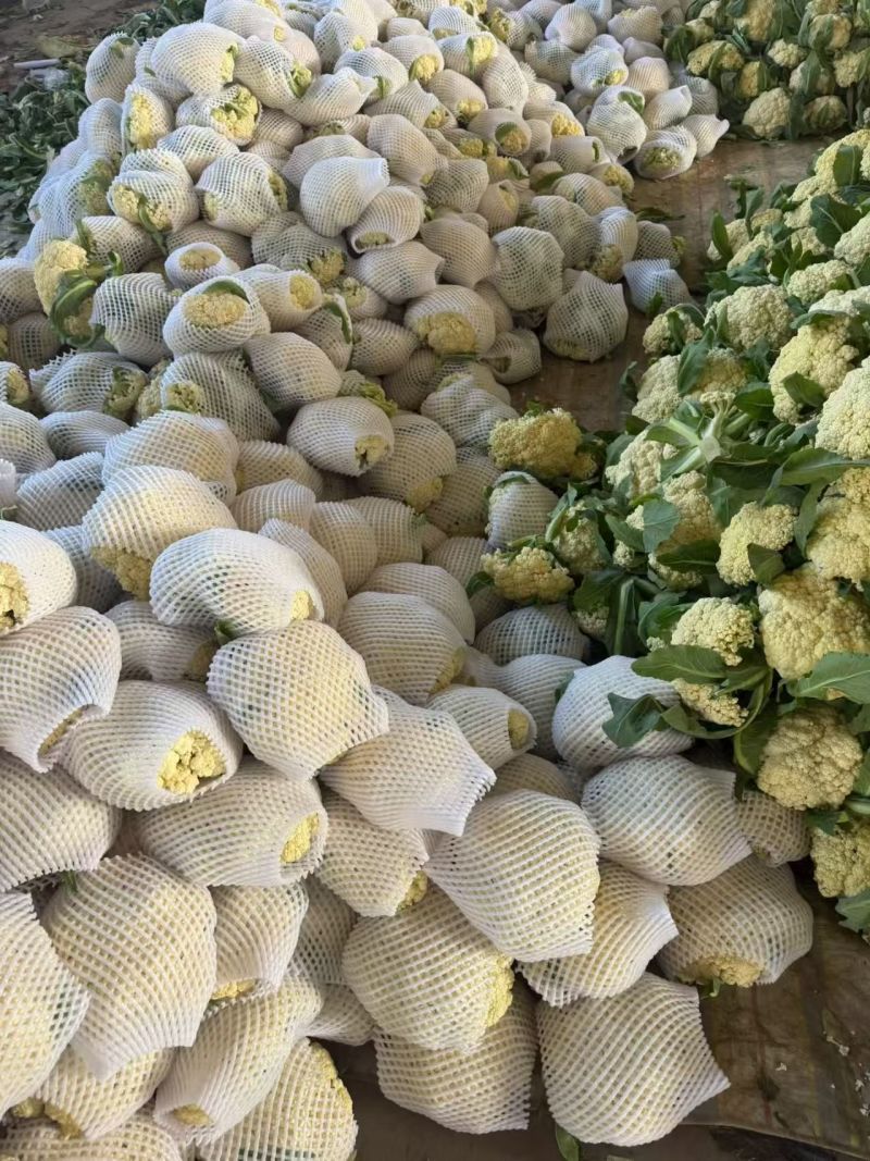 开封精品松花菜花菜有机花白面青梗小颗粒基地直发