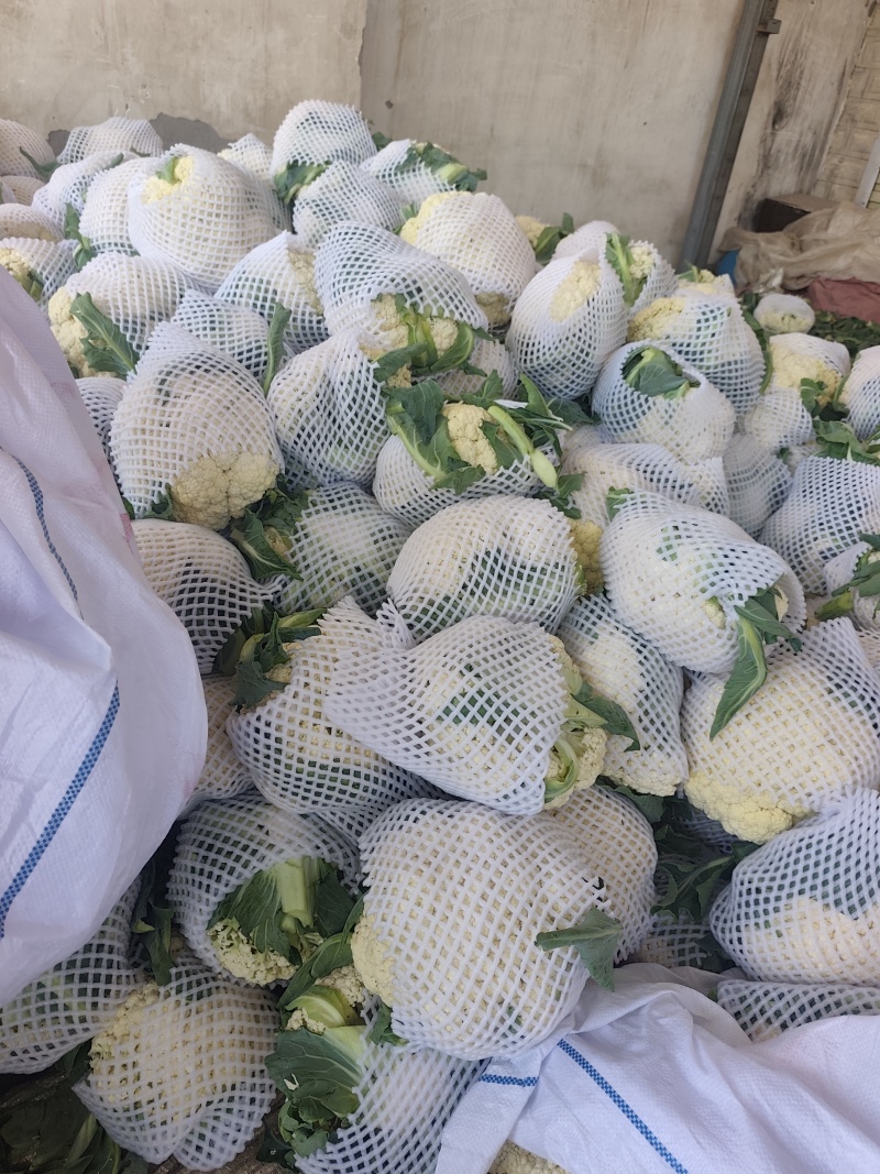 开封精品松花菜花菜有机花白面青梗小颗粒基地直发