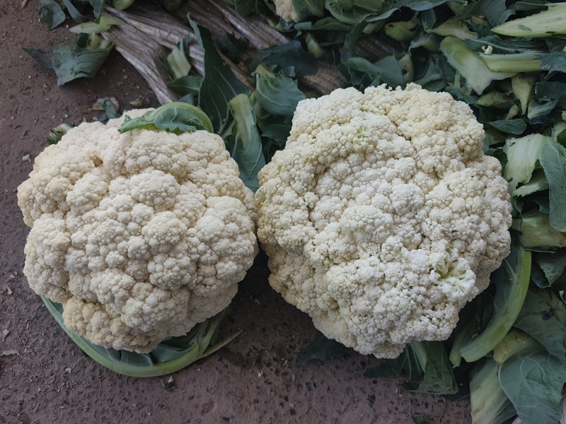 开封精品松花菜花菜有机花白面青梗小颗粒基地直发