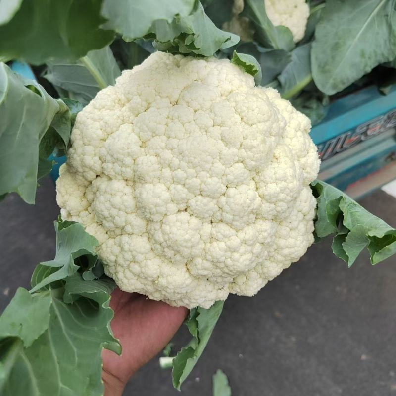 开封精品松花菜花菜有机花白面青梗小颗粒基地直发