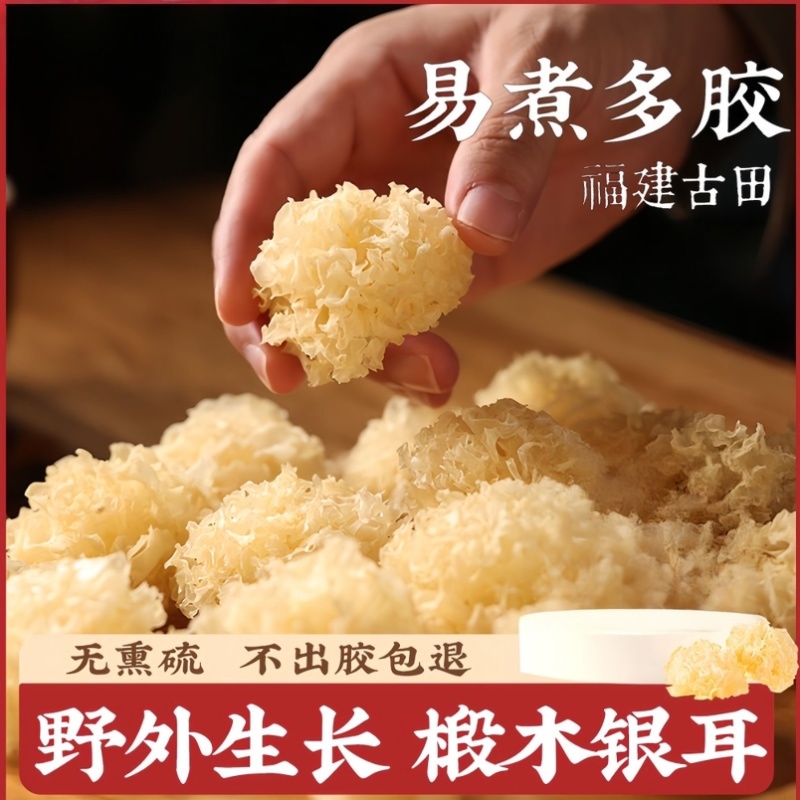 锻木小银耳特价款颜色淡黄电商款