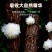 锻木小银耳特价款颜色淡黄电商款