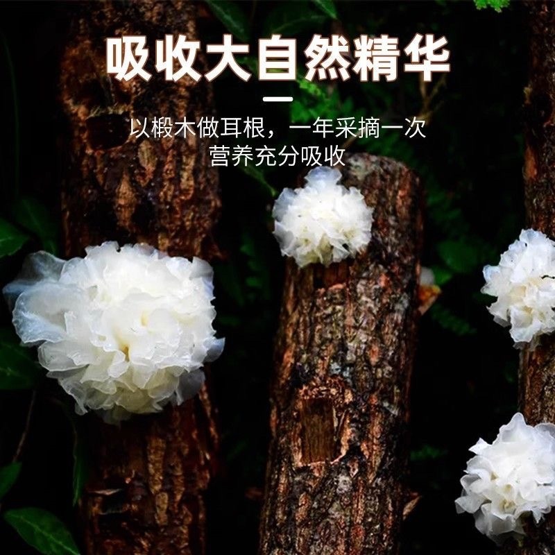 锻木小银耳特价款颜色淡黄电商款