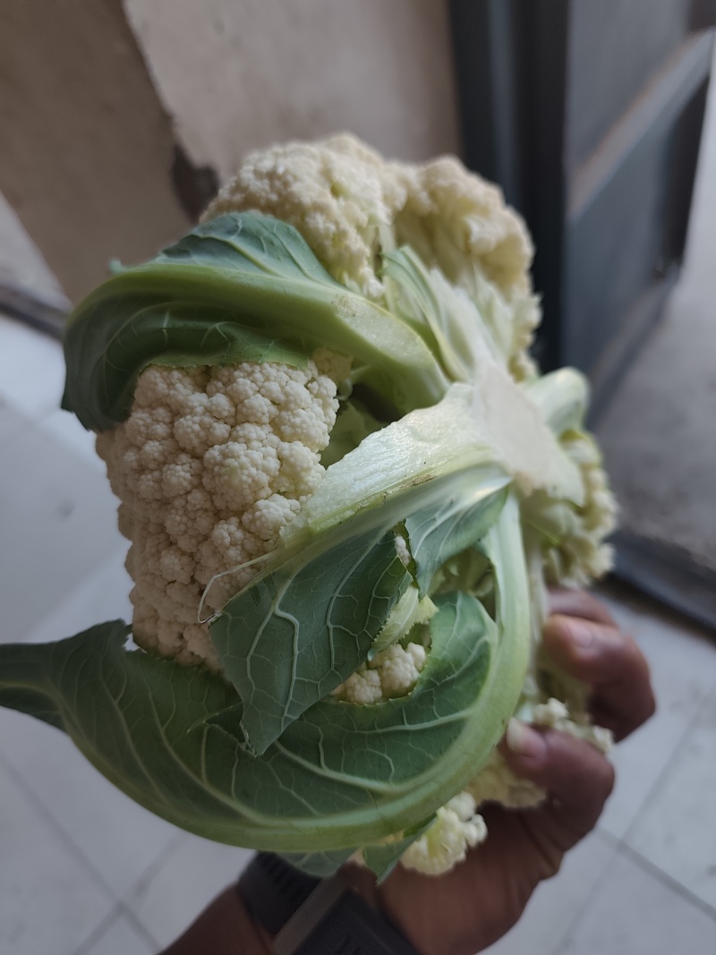 开封松花菜有机花菜花菜白面青梗小颗粒基地直发欢
