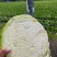 精品好甘蓝