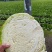 精品好甘蓝