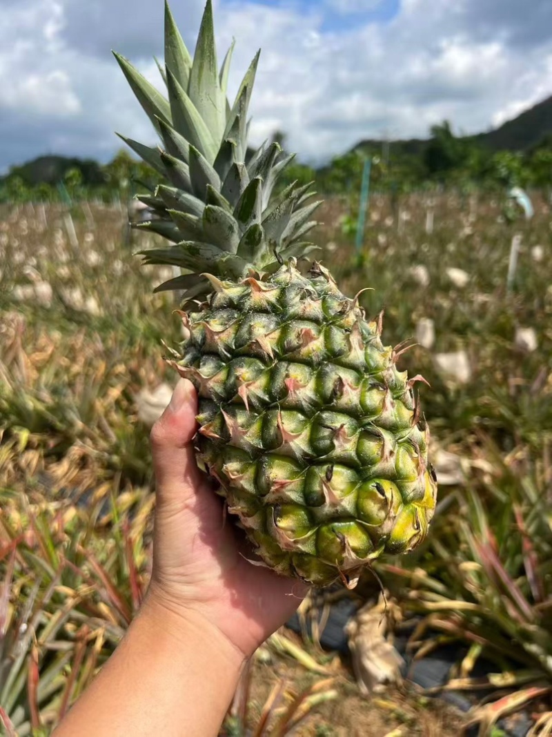 海南冬蜜凤梨支持整车物流发货，各大电商平台一件等等