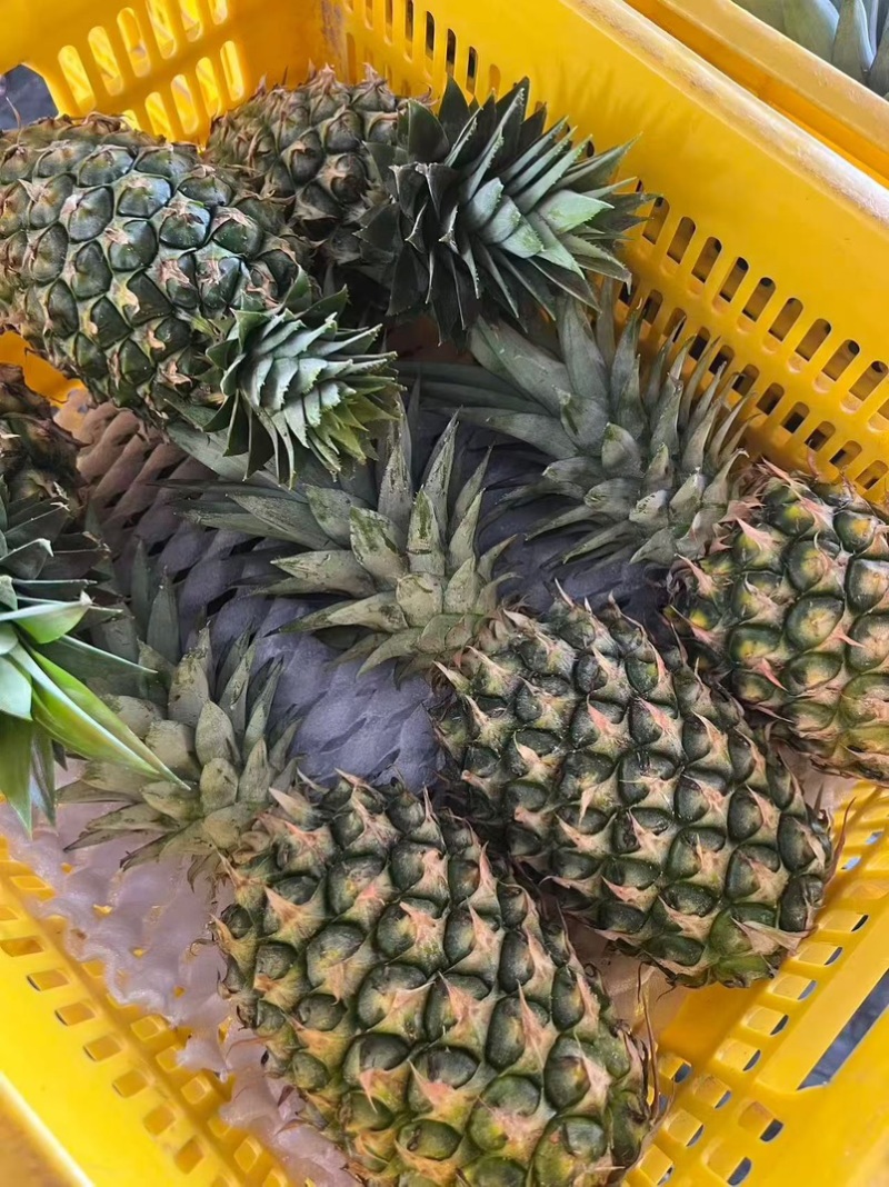 海南冬蜜凤梨支持整车物流发货，各大电商平台一件等等
