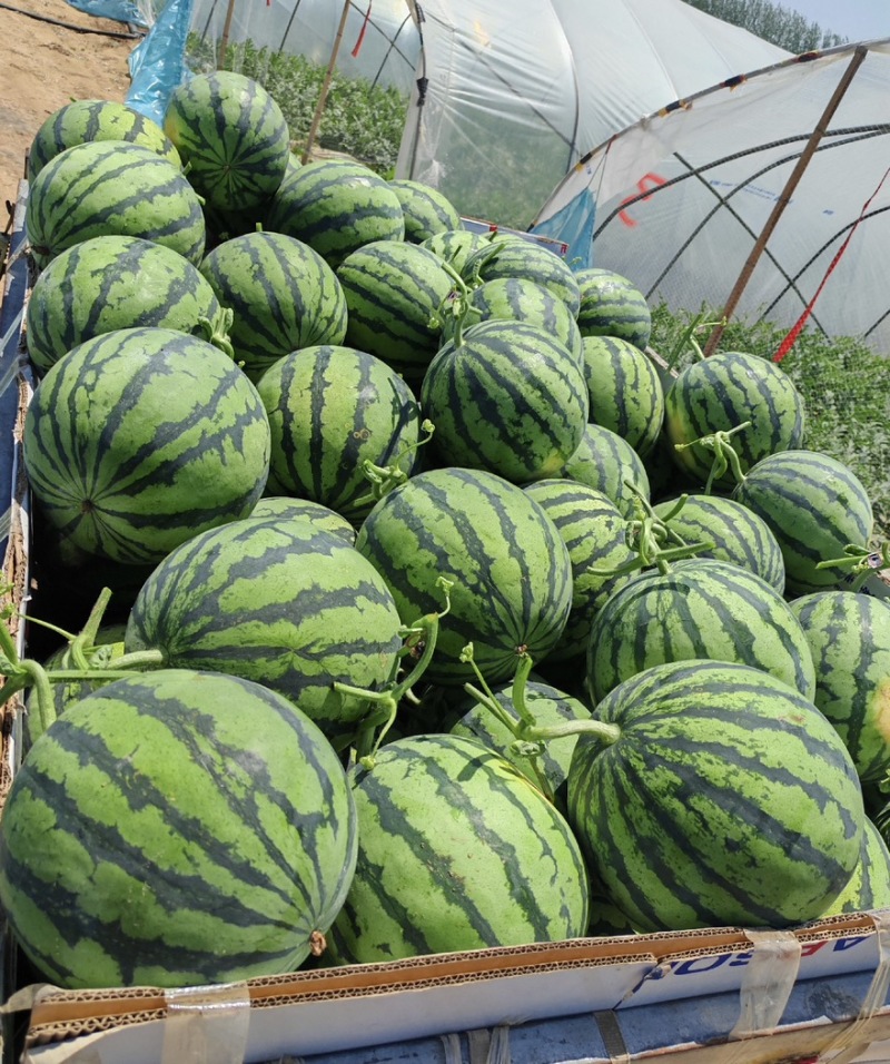 无籽西瓜麒麟瓜基地直供量大优惠诚信经营全国发货