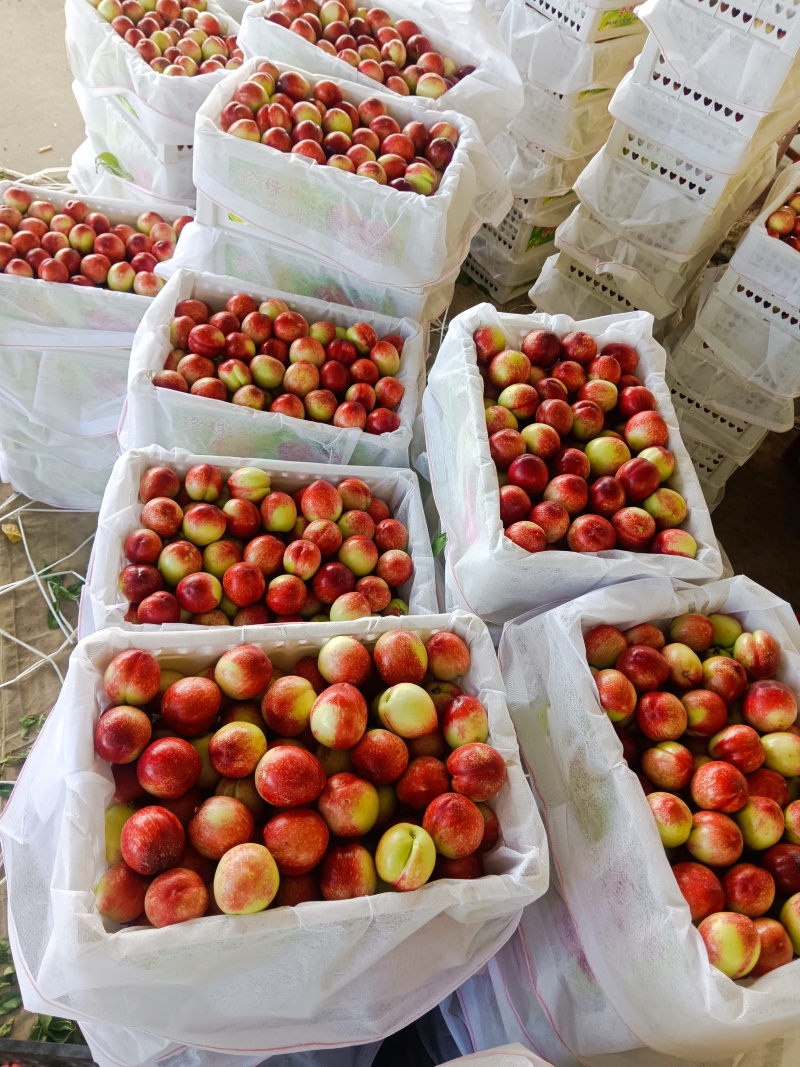 湖北油桃518油桃，珍珠枣油桃大量上市，日供货10万斤