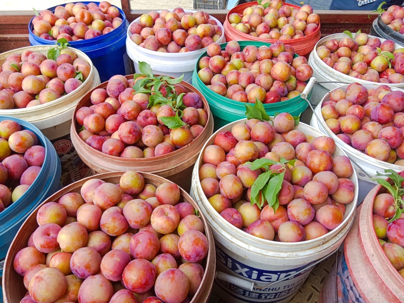 湖北油桃518油桃，珍珠枣油桃大量上市，日供货10万斤