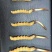 2026野生冬虫夏草鲜草