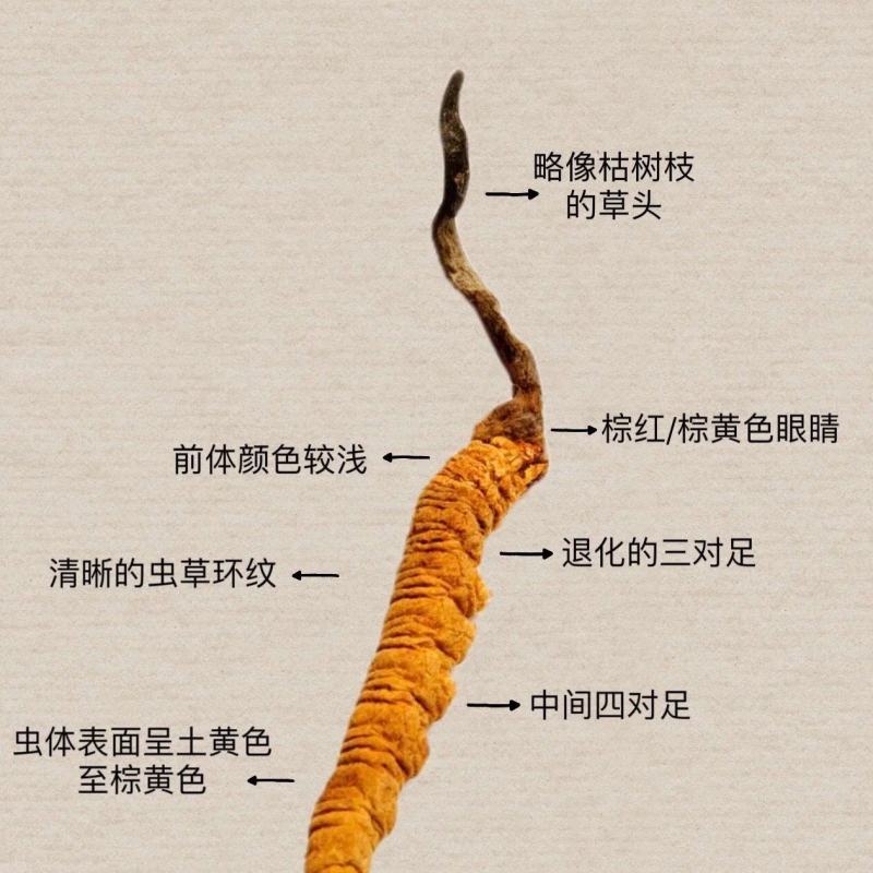 2026野生冬虫夏草鲜草