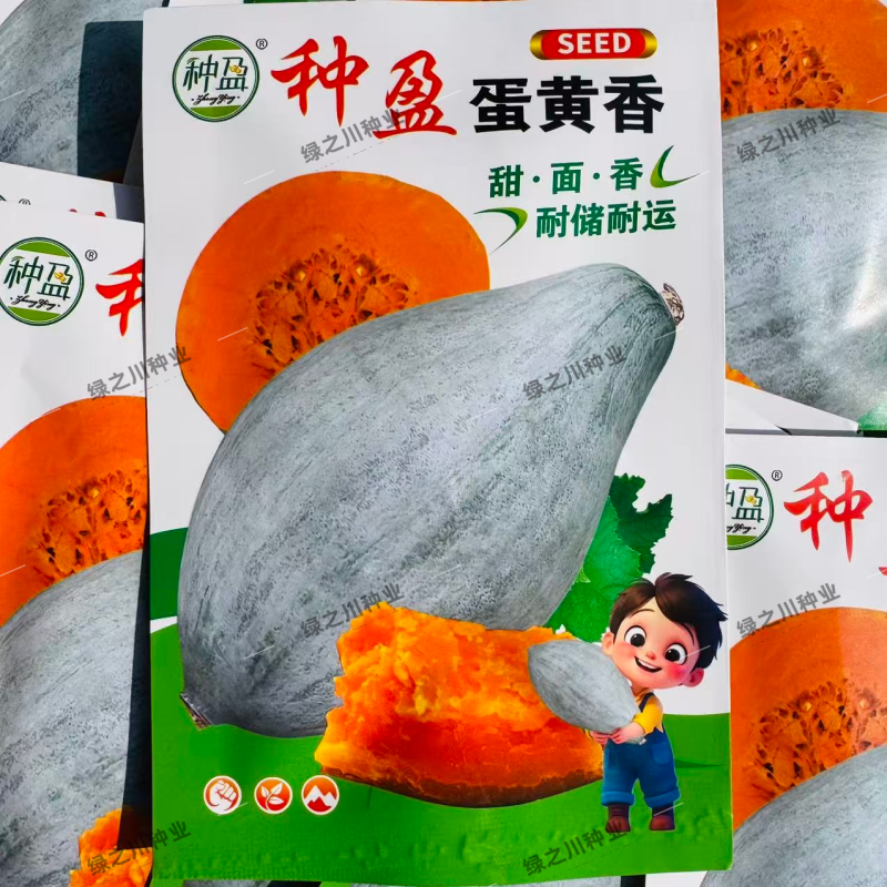种盈蛋黄香南瓜种子甘面软糯香甜板栗南瓜种子粉糯丑瓜种子