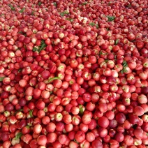 湖北露天518白肉珍珠枣油桃大量上市中日供货10万斤