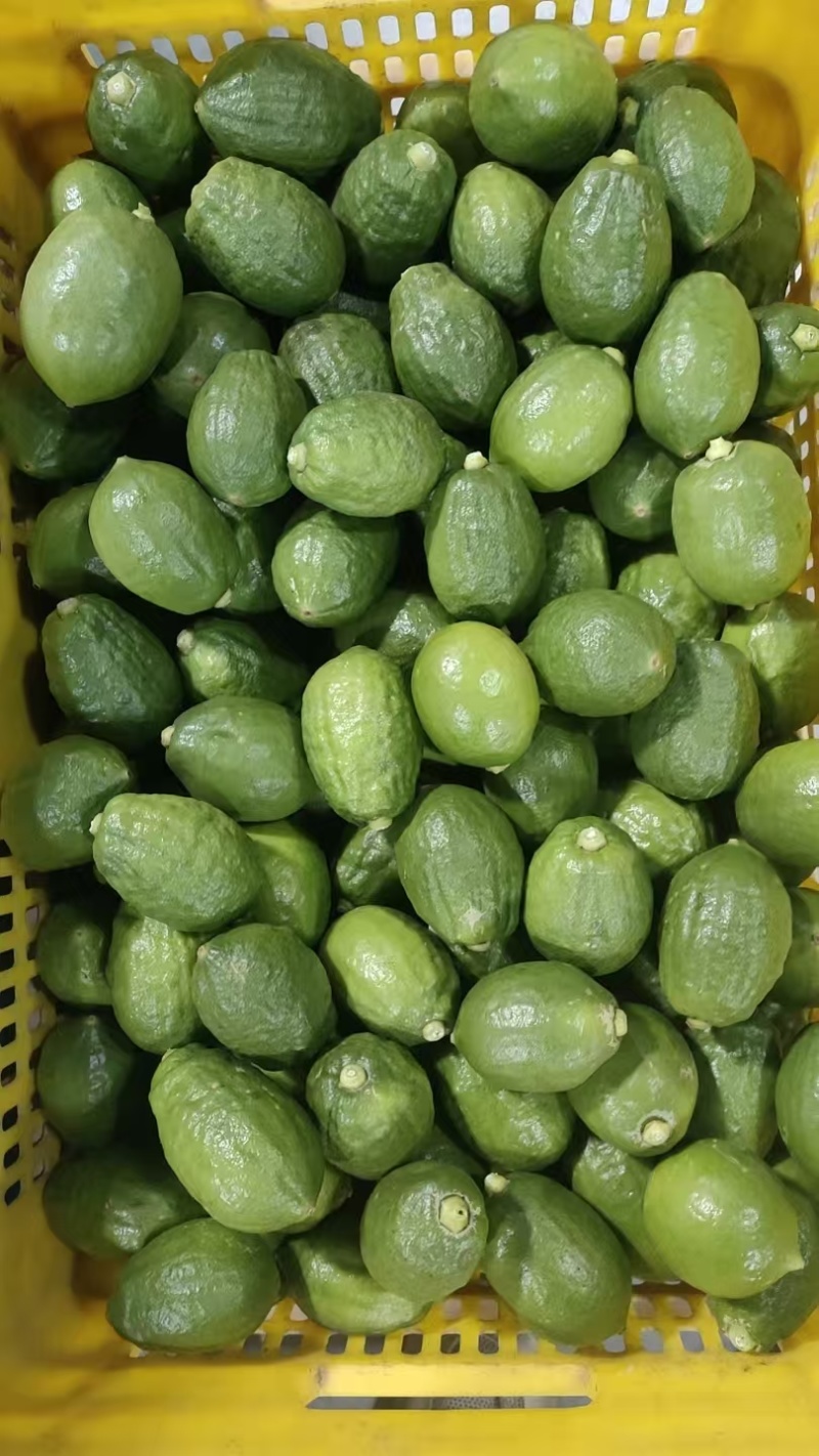 广东无籽香水柠檬