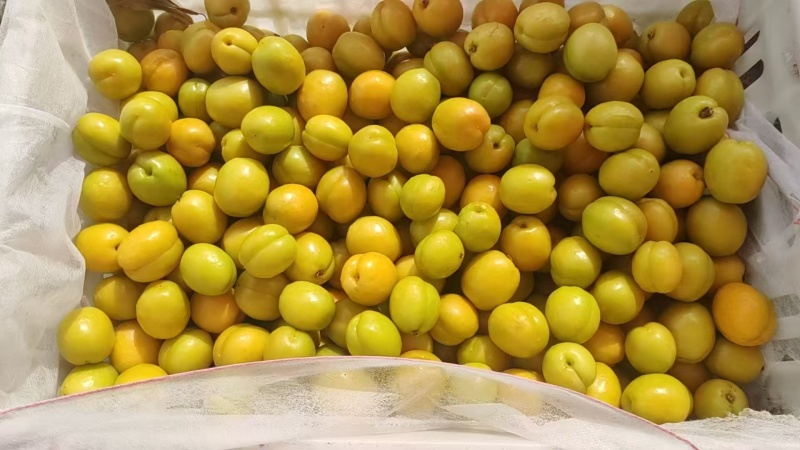 珍珠油杏