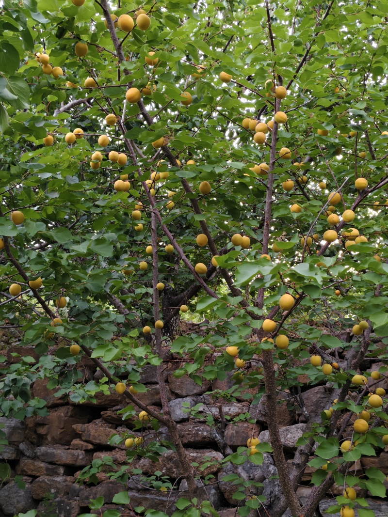 珍珠油杏