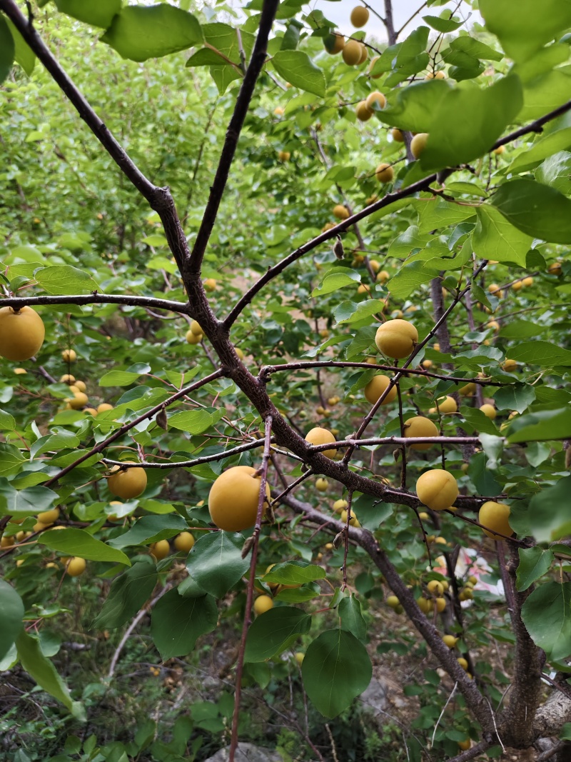 珍珠油杏