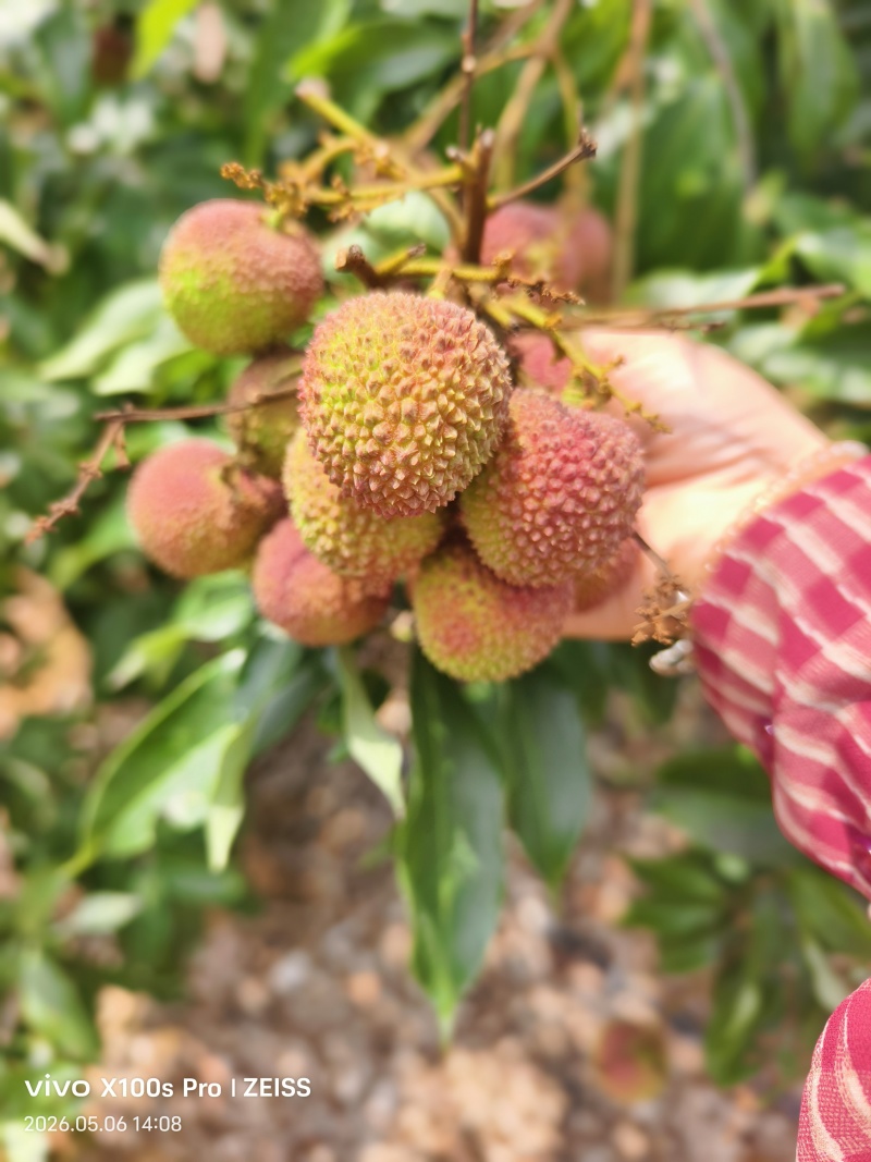 妃子笑荔枝/广西荔枝/灵山县荔枝/现摘现发/汁多味甜