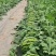 甜王西瓜！保甜保熟！8斤打底9成熟1茬产地直供