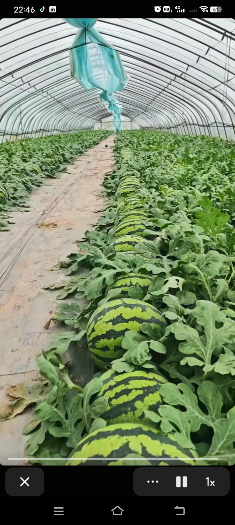 甜王西瓜！保甜保熟！8斤打底9成熟1茬产地直供