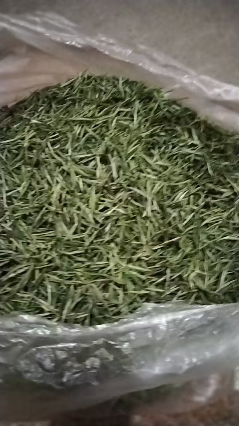 炒青绿茶优质绿茶毛峰口粮茶厂家直供批发