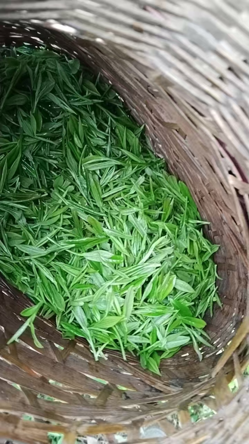 炒青绿茶优质绿茶毛峰口粮茶厂家直供批发