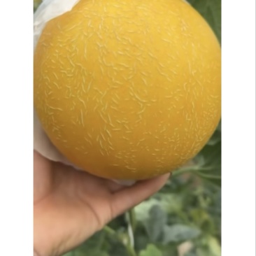 饶阳甜瓜