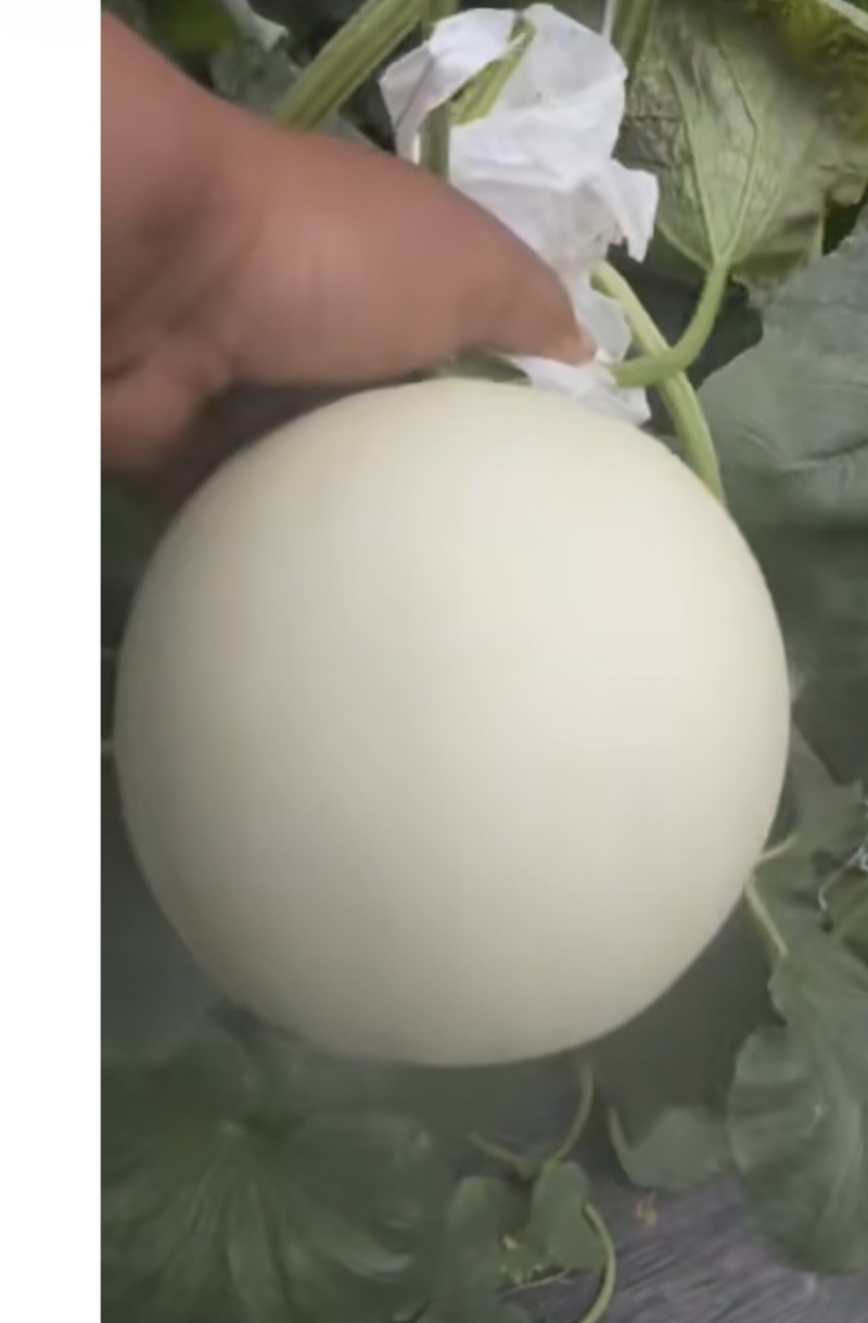 饶阳甜瓜